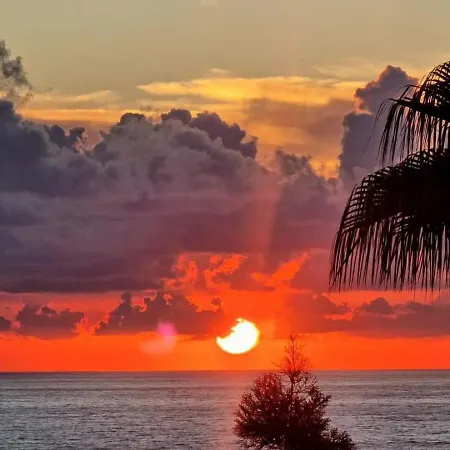 The Olive - Пейя