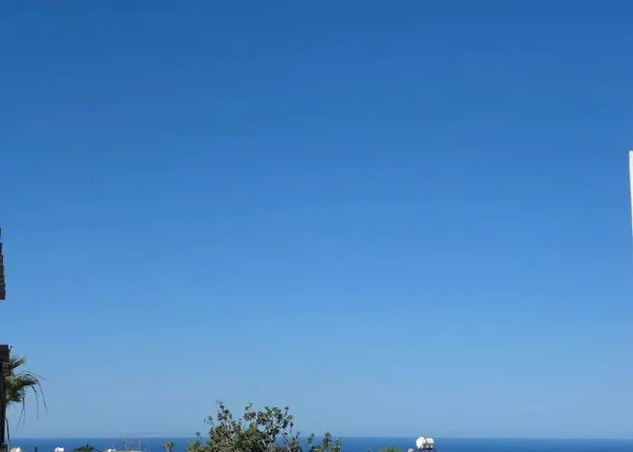 The Olive - * Pégeia